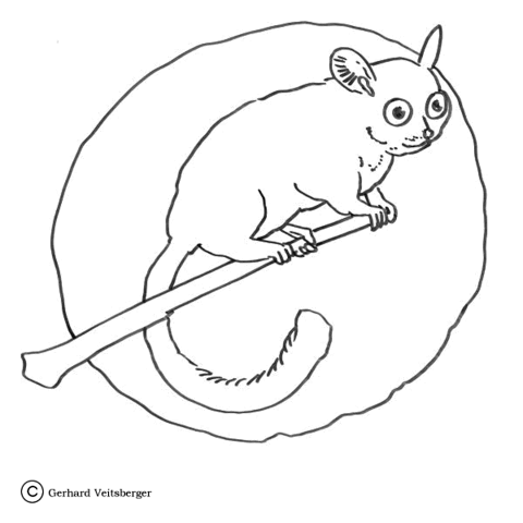 Lemur On The Tree  Coloring Page